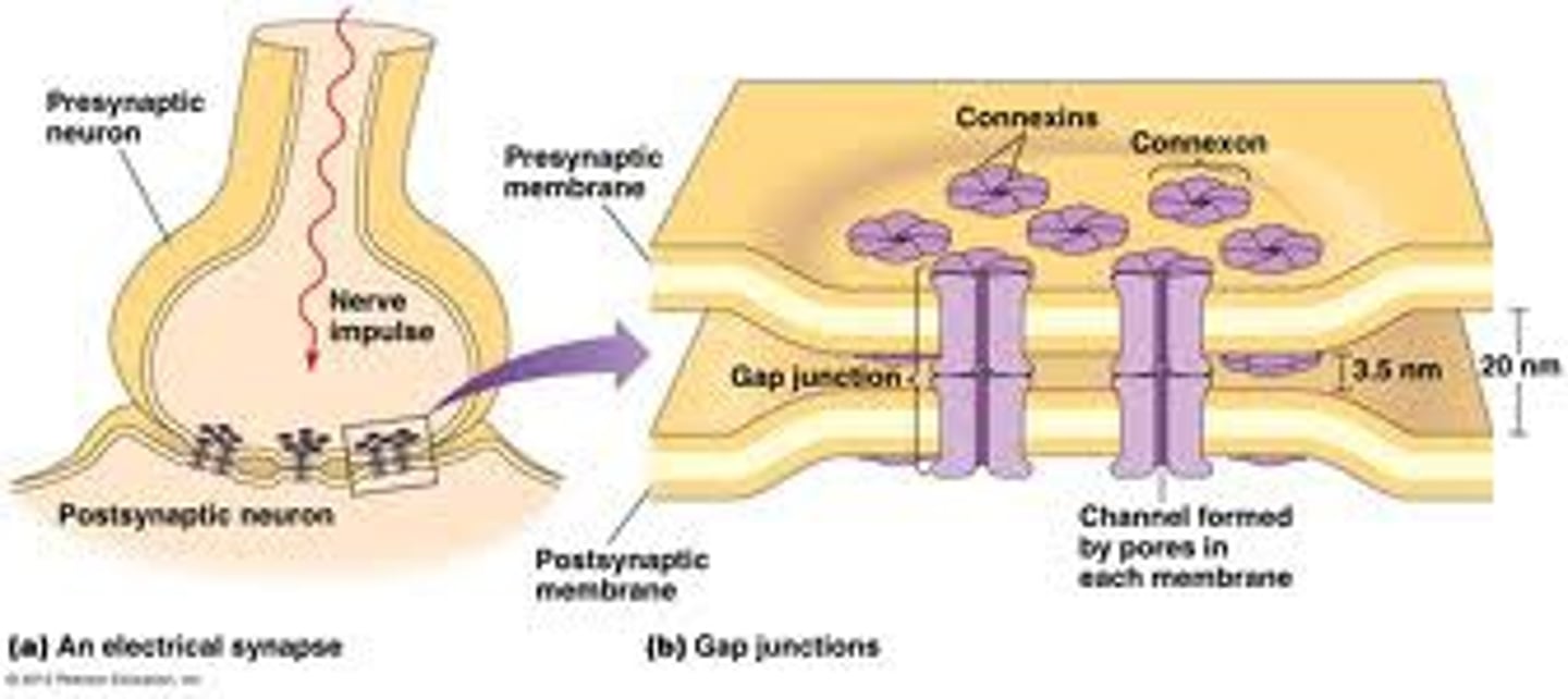 <p>- aka gap junction</p><p>- mechanical link bt neurons that allows for conduction of electricity (flow of ions)</p><p>- plasma membranes of pre-/post-synaptic cells are direct contact</p><p>- rapid signal conduction -&gt; unregulated</p><p>- rare</p>