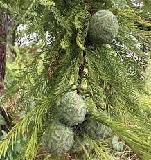<p>Deciduous conifer, buttresses on trunk and knees for structural stability, two-ranked soft leaves, deciduous branchlets with alternate individual leaves, deciduous green female cones, male cones hang in pendulous chains </p>