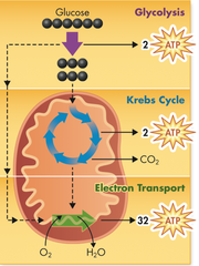 <p>Together, glycolysis, the Krebs cycle, and the electron transport chain release about 36 molecules of ATP per molecule of glucose.</p>
