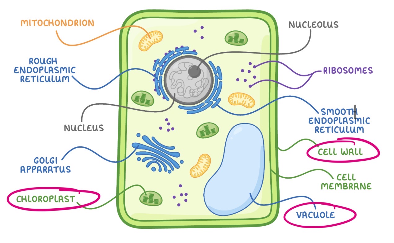 <ul><li><p>Vacuole</p></li><li><p>Chloroplasts</p></li><li><p>Cell wall</p></li></ul><p></p>