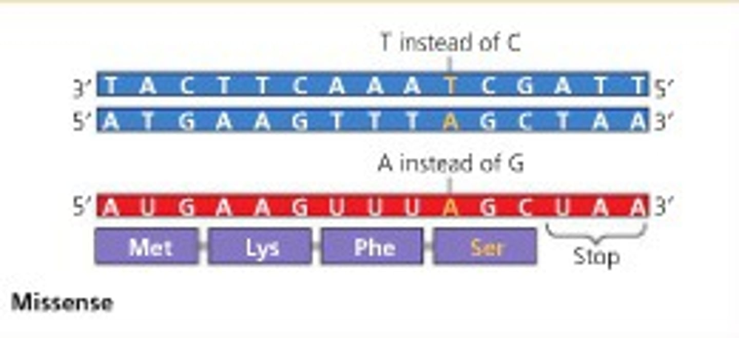 <p>Substitution &amp; Inversion</p><p>- changes AA sequence</p>