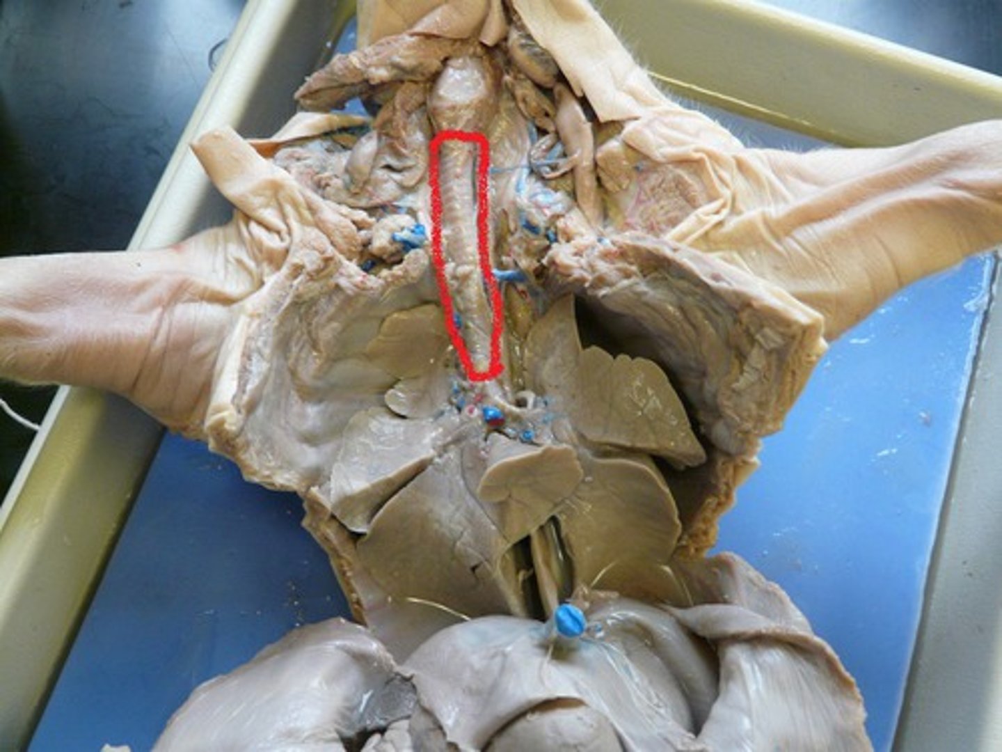 <p>What is this structure?</p>