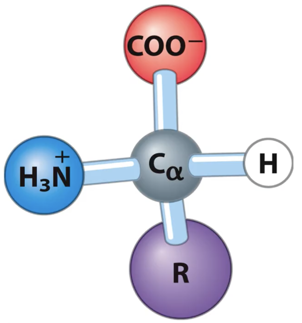 <p>tetrahedral (Sp3 central carbon)</p><ul><li><p>central carbon</p></li><li><p>acidic carboxyl group (COO<sup>-</sup>)</p></li><li><p>basic amino group (NH<sub>3</sub><sup>+</sup>)</p></li><li><p>hydrogen</p></li><li><p>R group (unique)</p></li></ul><p></p>