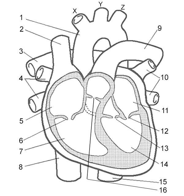 <p>Label 11</p>