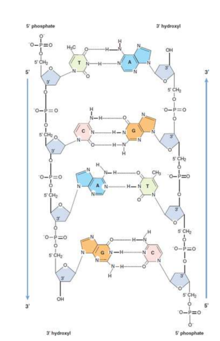 <p>three-dimensional structure of DNA; double-helical nature; specific base-pairing that would be the basis of a copying mechanism</p>