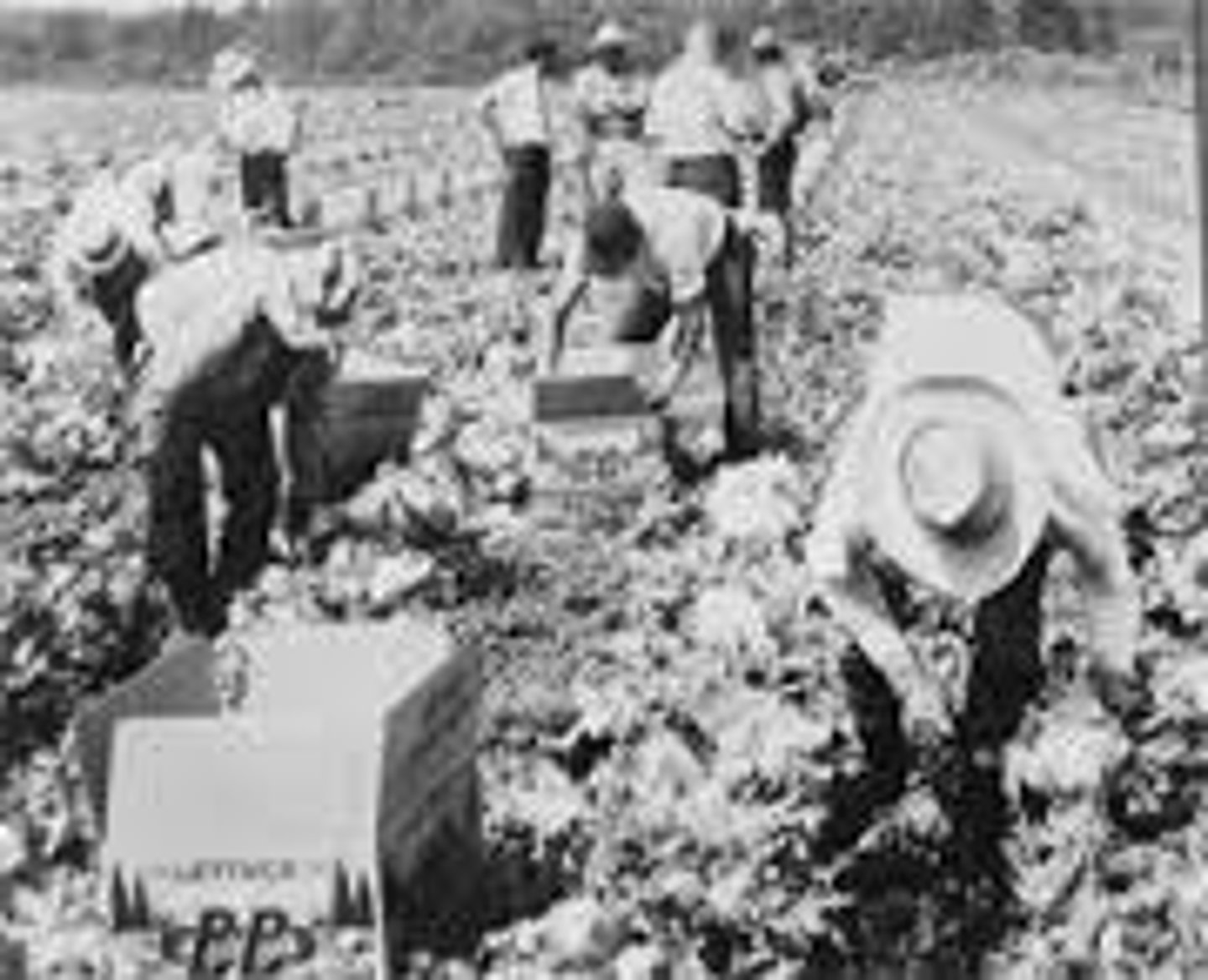 <p>a person who moves from place to place to find work picking fruits and vegetables</p>