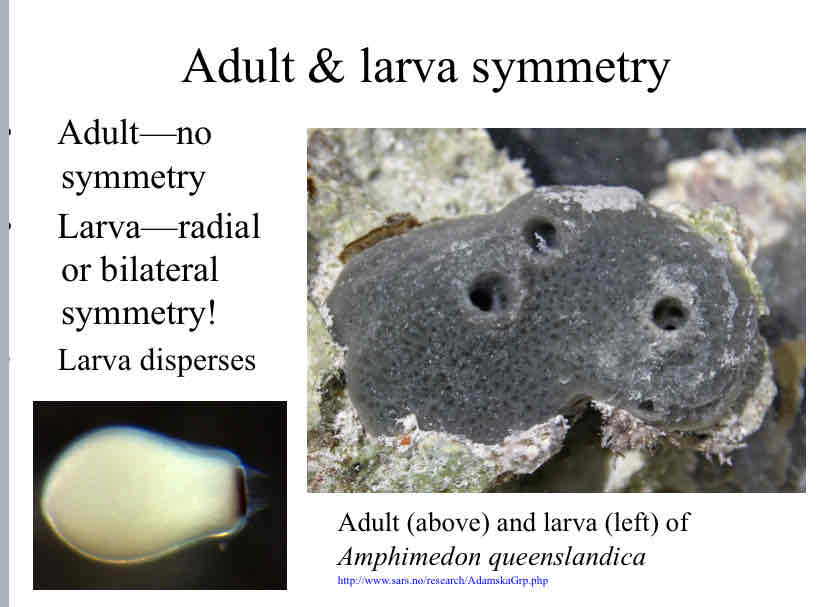 <p>Adult and Larvae Symmetry (Porifera)</p>
