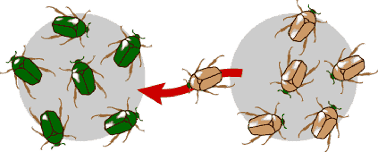 <p>Gene flow will <strong>increase </strong>genetic diversity in a population</p>