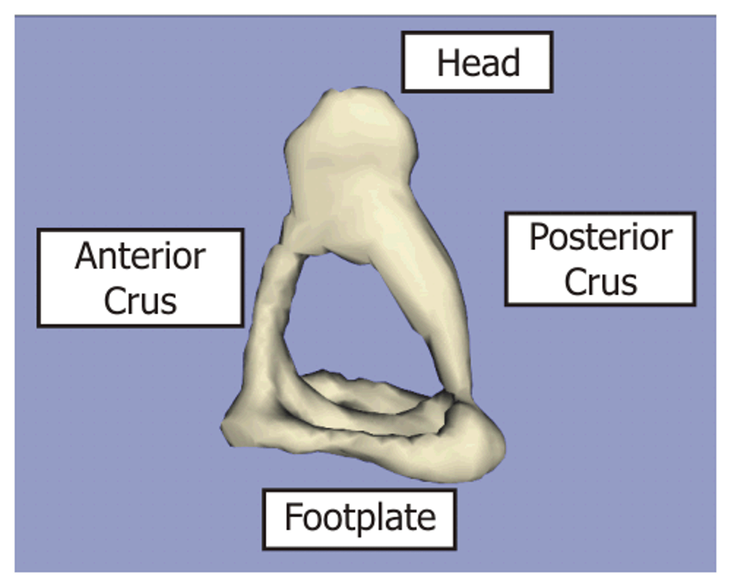 <p>head, neck, crura (anterior crus and posterior crus), footplate</p>