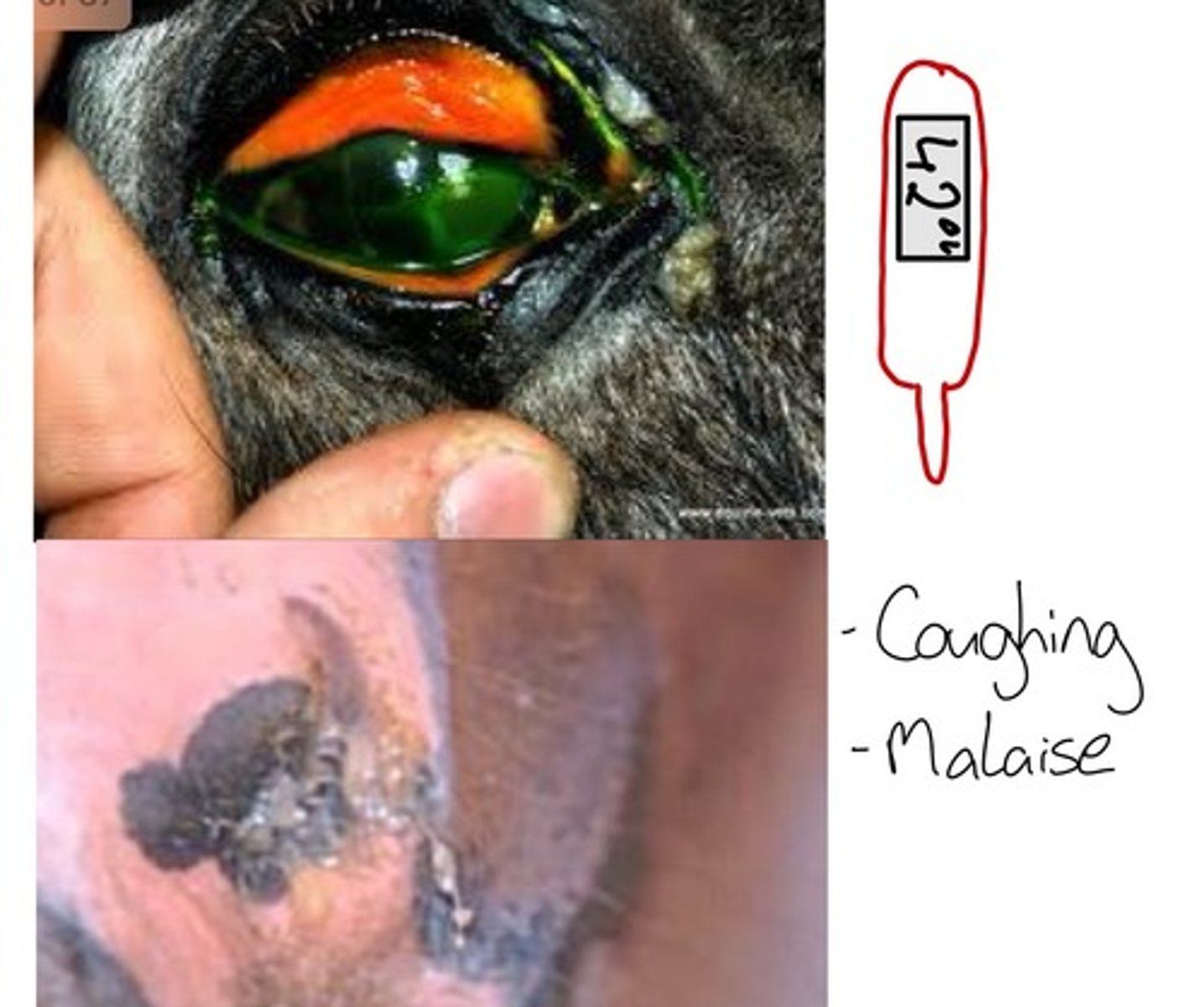 <p>-Sheep, goat, cattle horse pig</p><p>-oncogenic retrovirus that cause malignant transformation of surface nasal mucosa epithelium and glands of ethmoidal conchae</p><p>PM</p><p>-locally invasive, not metastasize</p><p>-often occludes the nasal passage and</p><p>-deformed facial part of the head</p>