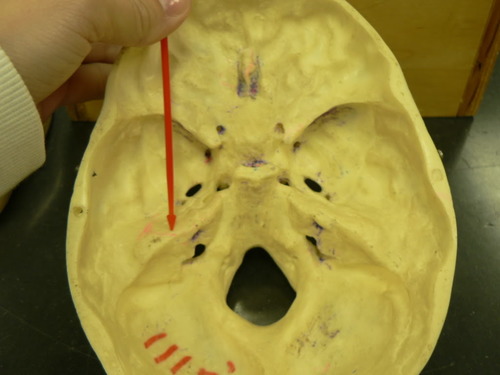 knowt flashcard image