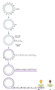 <p>T4 progeny genomes are linked in (concatemer) which is (several genomes) linked together and cut with an (offset) so individual linear genomes have slight (overlaps)</p>
