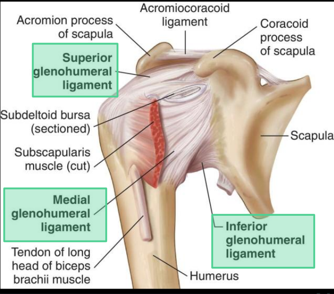 <p>Superior, middle, and inferior glenohumeral ligaments</p>