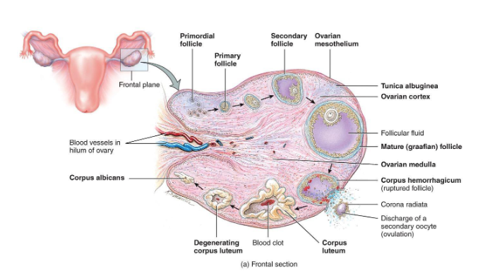 <p><span><span>Primary Follicle</span></span></p>