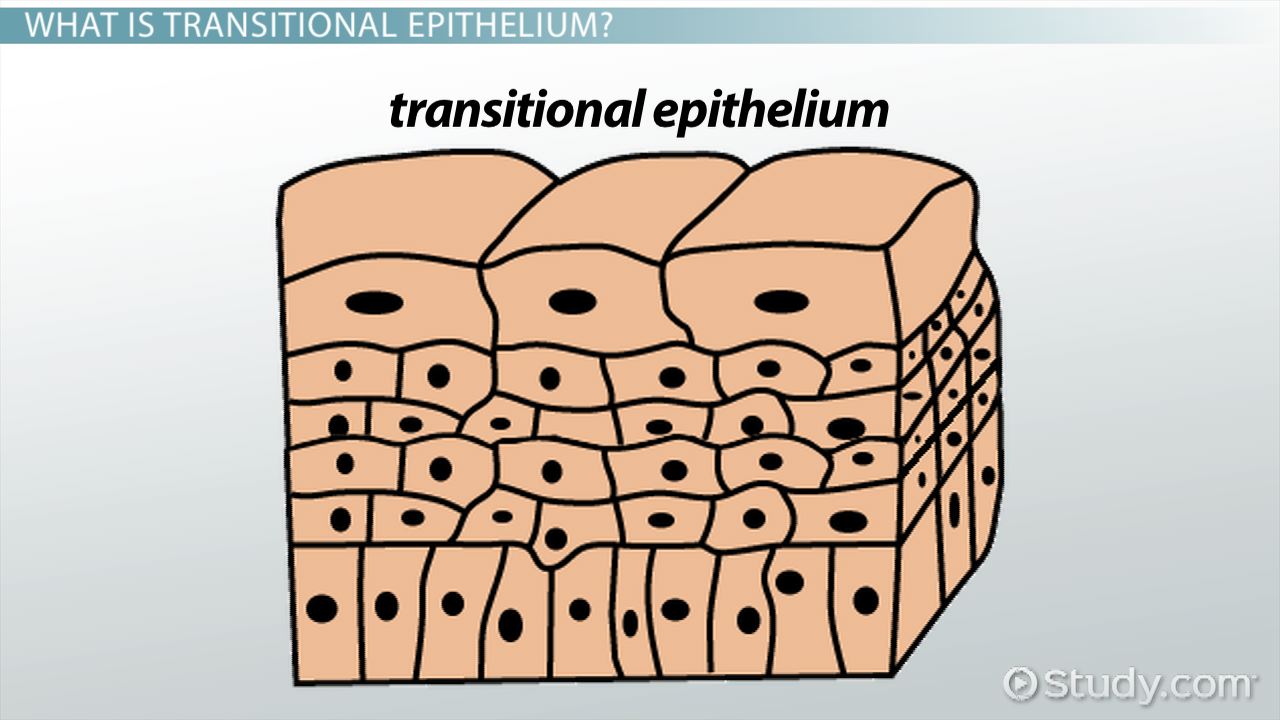 <p><span style="font-family: Arial, sans-serif">Transitional epithelial </span></p>