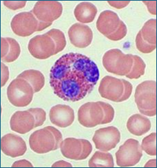 <p>Purple bi-lobed nucleus with red/orange granules </p>