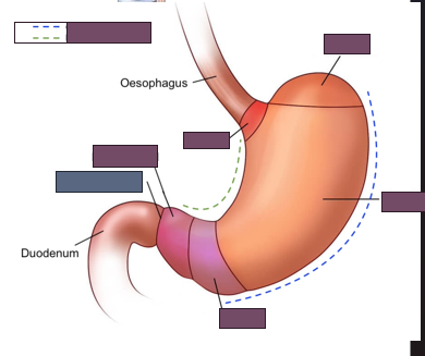 <p>name the blue region of the stomach</p>