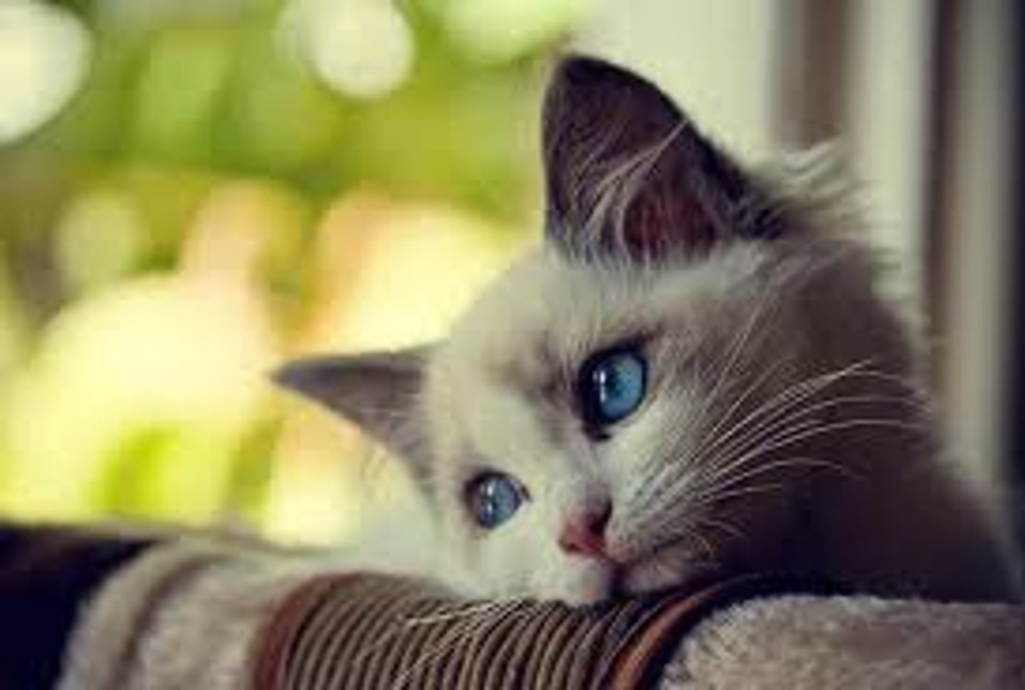 <p>adj. thinking sadly about something that you would like to have, especially something in the past that you can no longer have</p>