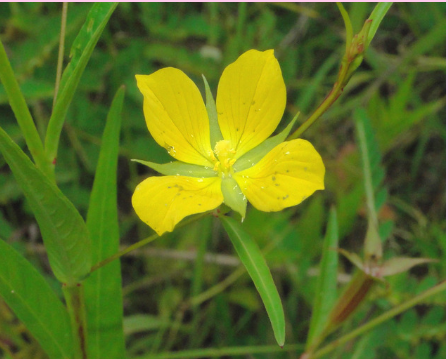 <p>What is the genus of this plant?</p>