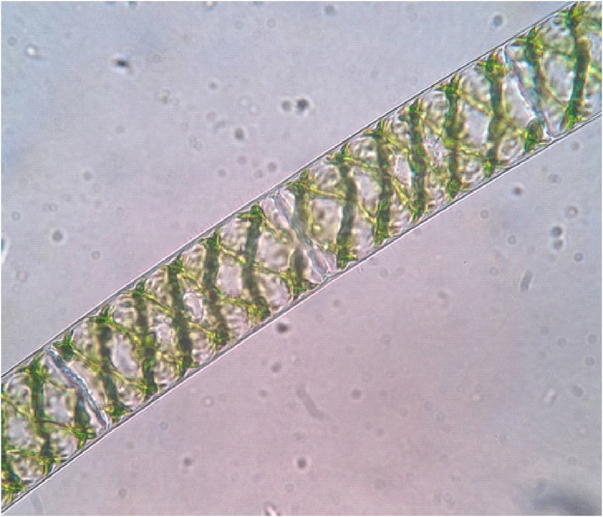 <p>Green longer</p>
