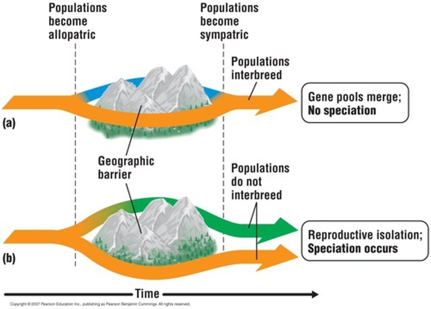 <p>Speciation that occurs without geographic isolation, often through mechanisms like polyploidy.</p>