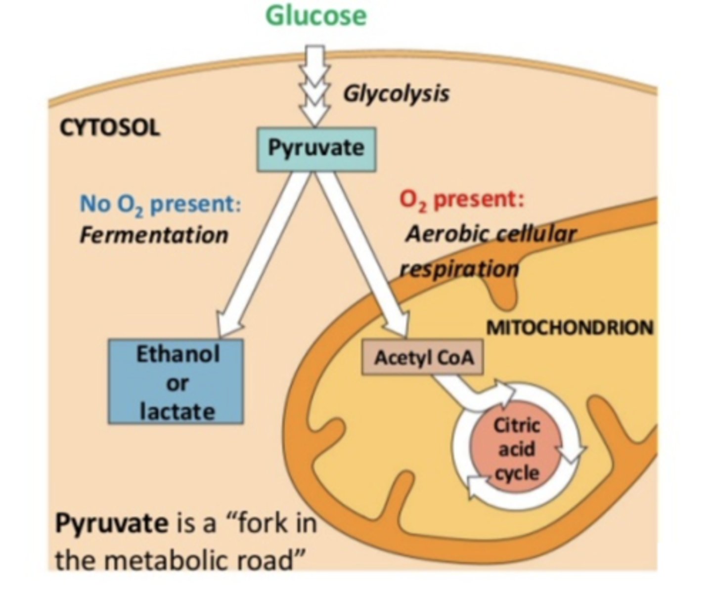 <p>if O2 is present: cellular respiration</p><p>no O2: fermentation</p>