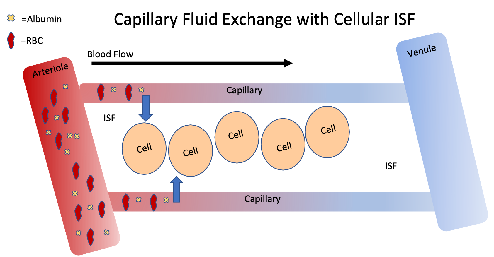 <ol><li><p>Order of vasculature</p></li><li><p>Components of blood</p><ol><li><p>Plasma, RBCs, protein (albumin), glucose, Amino acids, gases (O2 and CO2)</p></li></ol></li><li><p>Capillary walls are “leaky” so plasma can filter out to ISF, but RBCs and protein are too big to be filtered out</p></li><li><p>Starling forces determine how much fluid can be filtered</p></li></ol>