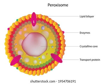 <p>What is the structure and function of Peroxisomes? Additionally, what happens when there is a malfunction in Peroxisomes? </p>