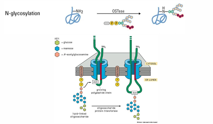 <ul><li><p>Most common form of glycosylation&nbsp;</p></li><li><p>Addition of a <strong>polysaccharide </strong>to the <strong>NH2 of asparagine’s R-group&nbsp;</strong></p></li><li><p>This portion of the proteins remains on the luminal side&nbsp;</p></li><li><p>The modification appears on the exterior surface of the protein&nbsp;</p></li></ul><p></p>