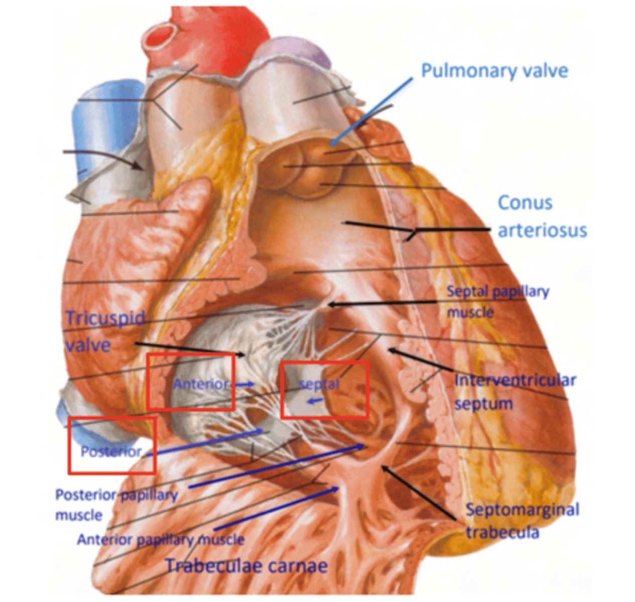 <p>. Anterior wall</p><p>. Posterior wall</p><p>. Septal wall</p><p>Right ventricle has a conical shape with 2 o 3 walls</p>