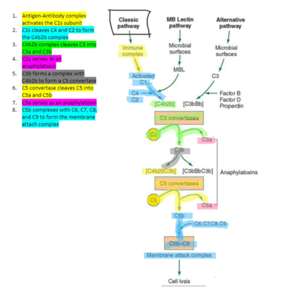 <p>complement protein that is composed of three proteins (1 q, 2 r, 2 s). It binds to the Fc region of the antibody in order to trigger the classical complement pathway.</p>