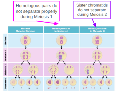 <p>Problems with the meiotic spindle cause daughter cells to have too many or too few chromosomes (can occur in meiosis I or meiosis II). This can result in trisomies or monosomies, often leading to miscarriage.</p>