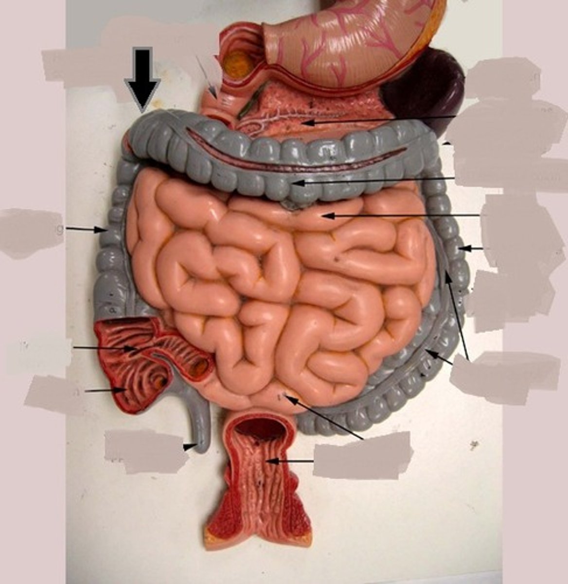 <p>What is this body feature?</p>