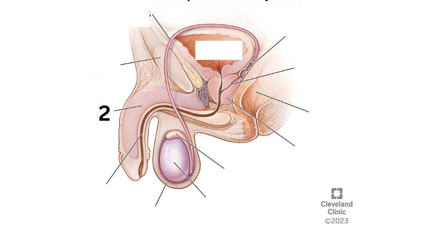 <p>Identity this male reproductive system (marked with 2)</p>