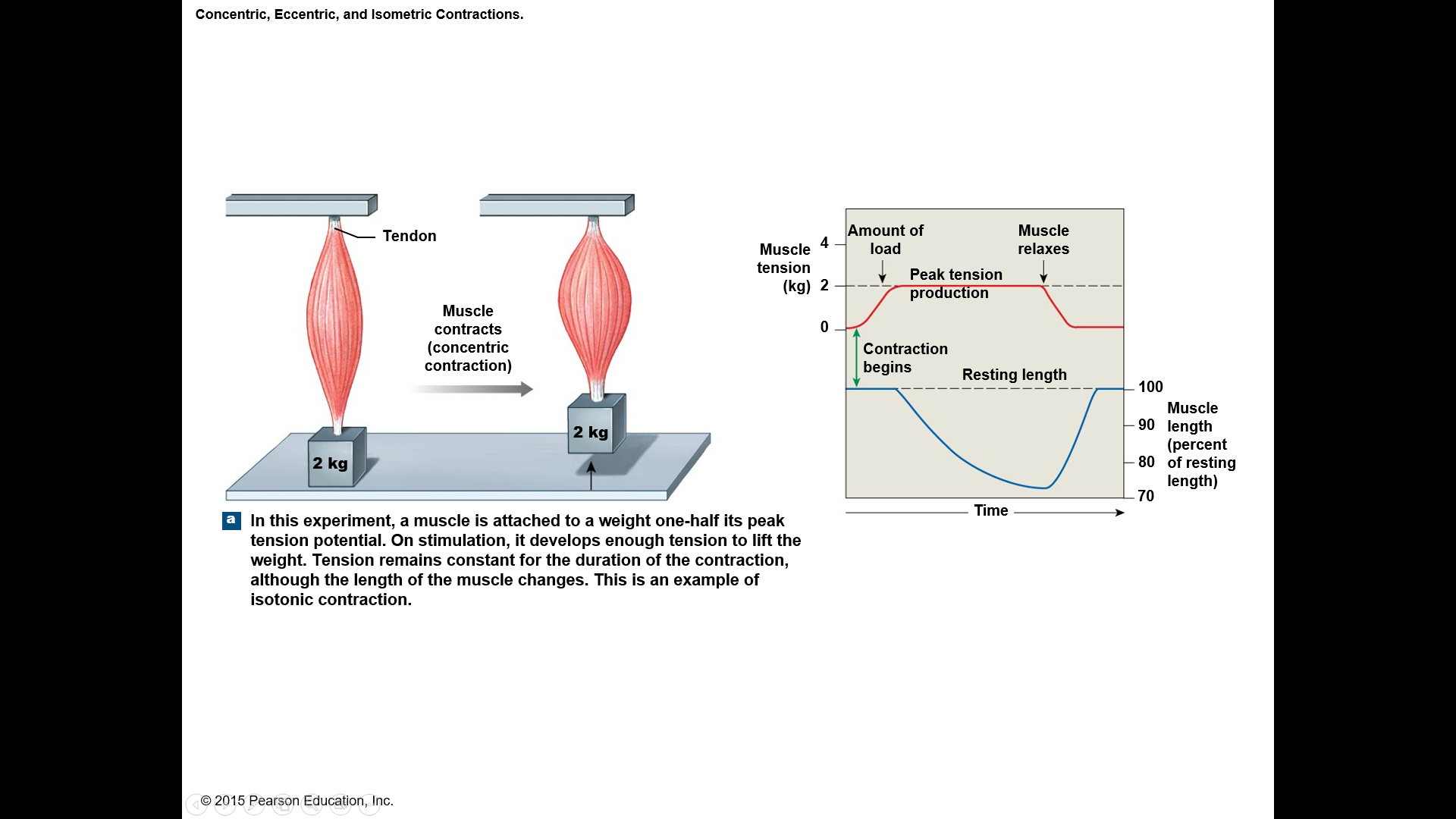 If muscle tension > load (resistance):
Muscle shortens 
