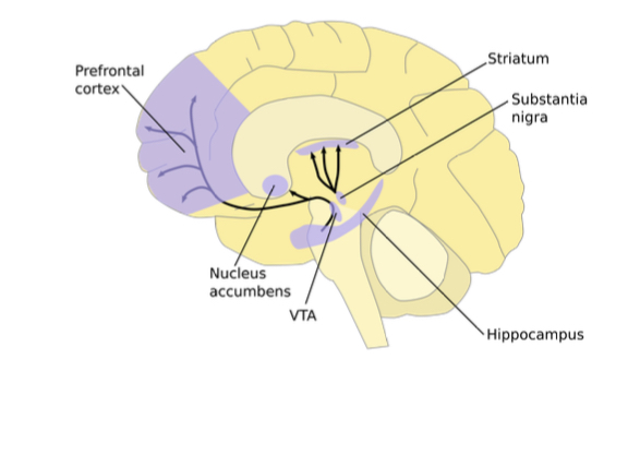 <p>Prefrontal cortex, nucleus accumbens, VTA, striatum, substantia nigra, hippocampus </p>