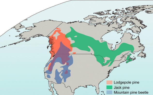 <p><strong><u>Accelerating ice breakup and delayed ice formation.</u></strong></p><ul><li><p>Ice breakup and formation is shown for major rivers and lakes of North America.</p></li><li><p><span style="color: yellow">Ice breakup is occurring significantly EARLIER</span> , <span style="color: red"><strong>whereas ice formation is significantly DELAYED</strong></span>.</p></li><li><p>This phenomenon affects <strong>diapause</strong>—a period of suspended development in insects and other organisms—by disrupting environmental cues that regulate its timing.</p><ul><li><p>Many species rely on seasonal temperature changes and photoperiod to enter and exit diapause at the right time.</p></li></ul></li><li><p>Earlier ice breakup and delayed ice formation indicate warmer temperatures and extended growing seasons, which can lead to:</p><ul><li><p>PREMATURE Diapause Termination – <span style="color: red">Warmer conditions</span> might cause insects to exit diapause <span style="color: yellow">too early</span>, exposing them to unpredictable weather or a lack of food sources.</p></li><li><p>DELAYED Diapause Entry – <span style="color: yellow">Extended warm periods</span> may push diapause initiation LATER, increasing metabolic stress or <span style="color: red">mismatching life cycles</span> with seasonal resources like host plants or prey.</p></li><li><p>Phenological Mismatches – Organisms relying on specific seasonal cues (e.g., insect pollinators and flowering plants) may fall out of sync, affecting reproduction and survival.</p><p></p></li></ul></li></ul><p>Phenological mismatches and trophic mismatches are related but not exactly the same.</p><ul><li><p><strong>Phenological mismatch</strong> refers to a timing mismatch between biological events, such as plants flowering earlier due to warming while their pollinators emerge later.</p></li><li><p><strong>Trophic mismatch</strong> is a specific type of phenological mismatch that occurs in food webs when consumers (e.g., predators, herbivores) and their food sources (e.g., prey, plants) become misaligned, leading to disruptions in energy transfer.</p></li></ul><p></p><p><strong><u>Blue tit egg laying is EARLIER in warmer years</u></strong></p><ul><li><p>Progressive warming is resulting<span style="color: yellow"> in an advance of MORE THAN 10 DAYS</span> in less than two decades.</p></li><li><p>As it gets progressively WARMER earlier in Spring, the blue tit is laying its eggs progressively EARLIER in the year</p></li></ul><p></p><p><strong><u>When warming shifts the timing of development, bigger life history changes and ecological impacts can result </u>(</strong><span style="color: #0ceae6"><strong>GRAPH 1</strong></span><strong>)</strong></p><ul><li><p>Under global warming many insect species develop more rapidly and have more generations per year</p></li><li><p>Univoltine and bivoltine refer to the number of generations an insect completes per year:</p><ul><li><p><strong>Univoltine</strong> species have <strong>one</strong> generation per year.</p></li><li><p><strong>Bivoltine</strong> species have <strong>two</strong> generations per year.</p></li></ul><p>With global warming, many HISTORICALLY <strong>univoltine</strong> beetles are now SHIFTING TO to a <strong>bivoltine</strong> life cycle because <span style="color: red"><strong>warmer temperatures accelerate development</strong></span>, allowing them to complete an additional generation within a year. This shift can have significant ecological impacts, such as:</p><ol><li><p><strong>Population Growth</strong> – More generations per year can lead to rapid population increases, potentially intensifying outbreaks of pest species.</p></li><li><p><strong>Resource Competition</strong> – More frequent generations may increase competition for food and habitat, affecting survival rates.</p></li><li><p><strong>Trophic Mismatches</strong> – If beetles develop faster but their FOOD SOURCES (like plants) don’t follow the same pace, it can create mismatches in food availability.</p></li><li><p><strong>Altered Ecosystem Dynamics</strong> – Changes in beetle populations can impact predators, prey, and decomposition processes in their ecosystems.</p></li></ol></li></ul><p></p><p><strong><u>Bark Beetle Outbreaks in Western North America</u></strong></p><ul><li><p><strong>Bark beetles responding to climate change</strong>: <span style="color: red">Bark beetles, which attack and kill trees, have been THRIVING in <strong>WARMER </strong>conditions</span> caused by climate change. This has led to a significant INCREASE in their population and activity.</p></li><li><p><strong>Hundreds of millions of trees killed</strong>: Since 1990, these beetles have KILLED millions of trees, particularly in <span style="color: yellow">Western North America, spanning from <strong>Mexico to Alaska</strong>.</span></p></li><li><p><strong>Spread of outbreaks in British Columbia</strong>: In the 1990s and early 2000s, bark beetle outbreaks expanded rapidly across <strong>British Columbia</strong>, a province in Canada.</p><ul><li><p>This occurred in the 1990s and early 2000s.</p></li><li><p>In 2001, peak increase in outbreak area occurred.</p></li><li><p>2005 was the most affected according to graph</p></li></ul></li><li><p><span style="color: green"><strong>T</strong>he <strong>lodgepole pine forests</strong> in British Columbia</span> were especially IMPACTED, with large areas of these forests now having <strong>dead trees</strong> due to increased bark beetle activity.</p></li></ul><p></p><p><strong><u>Map of Current and Potential Beetle Habitat, Lodgepole, and Jackpine</u> (</strong><span style="color: #08d9ee"><strong>GRAPH 2</strong></span><strong>)</strong></p><ul><li><p><strong>Extension of beetle habitat UPSLOPE with warming</strong>:</p><ul><li><p>As the climate warms, the beetles’ habitat is EXPANDING.</p></li><li><p>This means that the beetles are able to move into higher altitudes (or upslope areas) that they couldn't before.</p></li><li><p>This is an example of OVERFILLING</p></li></ul></li><li><p><strong>Crossing the continental divide and skirting grasslands</strong>:</p><ul><li><p>With warming, beetles are now able to <span style="color: yellow"><strong>CROSS the continental divide</strong></span> (the natural barrier that once stopped them) and <span style="color: green">BYPASS the grasslands (unsuitable to them</span>), moving through the continuous forests to the north, specifically in Canada.</p></li></ul></li><li><p>Warming temperatures are enabling the beetles to spread into new areas they previously couldn't reach (HISTORICALLY ISOLATED), and they’re <span style="color: yellow">making their way into the eastern jack pine forests, which were ONCE UPON A TIME isolated </span>from them by natural barriers.</p></li></ul><p></p>