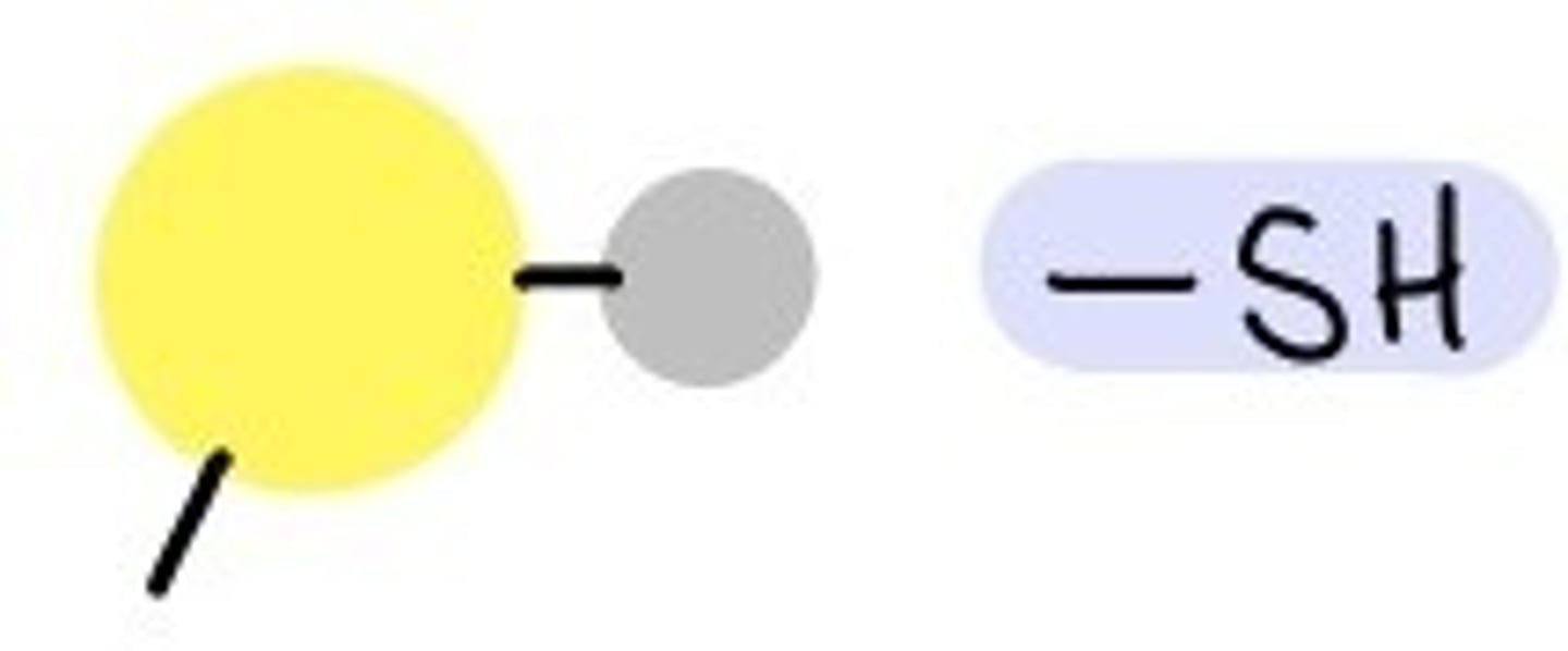 <p>Sulfhydryl Group</p>
