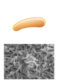 <p>What&apos;s the shape of this bacteria?</p>