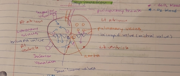 <p>SA node (pacemaker potential) → atrial muscle → AV node → bundle of His → Bundle of branches → Purkinjie fibers → ventricle muscle</p>