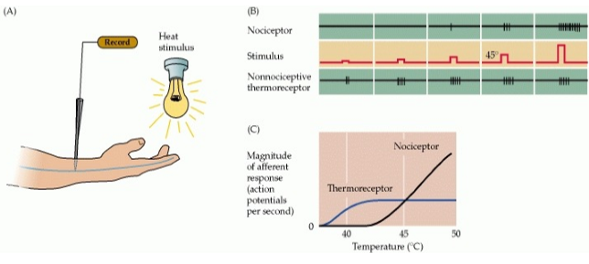 <p>Smith and Lewin 2009</p><ul><li><p>place hand under lamp and increase temp gradually</p></li><li><p>thermoreceptor activity gradually increasaes then plateaus</p></li><li><p>nociceptor only active once temp becomes noxious</p></li><li><p>at this point thermoreceptors are already at max rate</p></li><li><p>indicates that nociception is not overstimulation of receptor but just different neurons responding differently</p></li></ul><p></p>