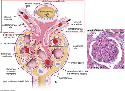 är ett system för blodtrycks- samt blodvolymsreglering i njurarna.