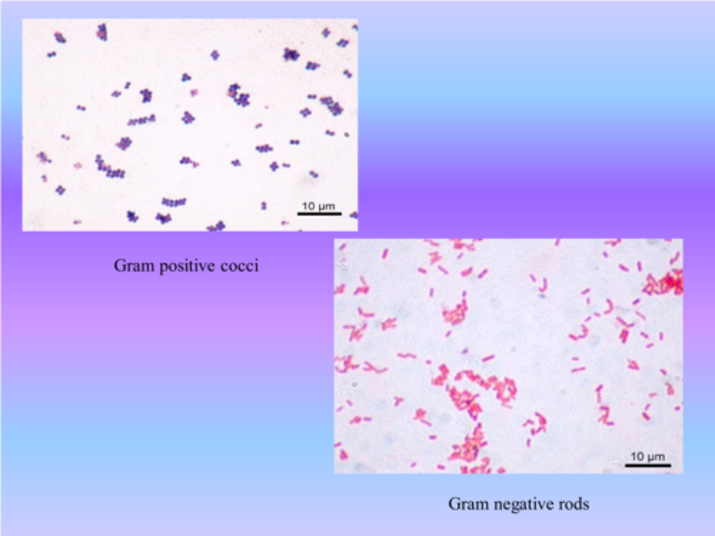 <p>Cocci: Spherical; Rods: Cylindrical.</p>