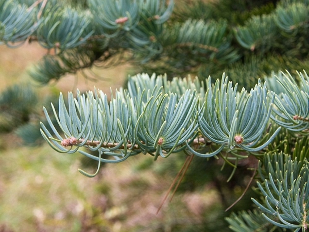 <p>White Fir</p>