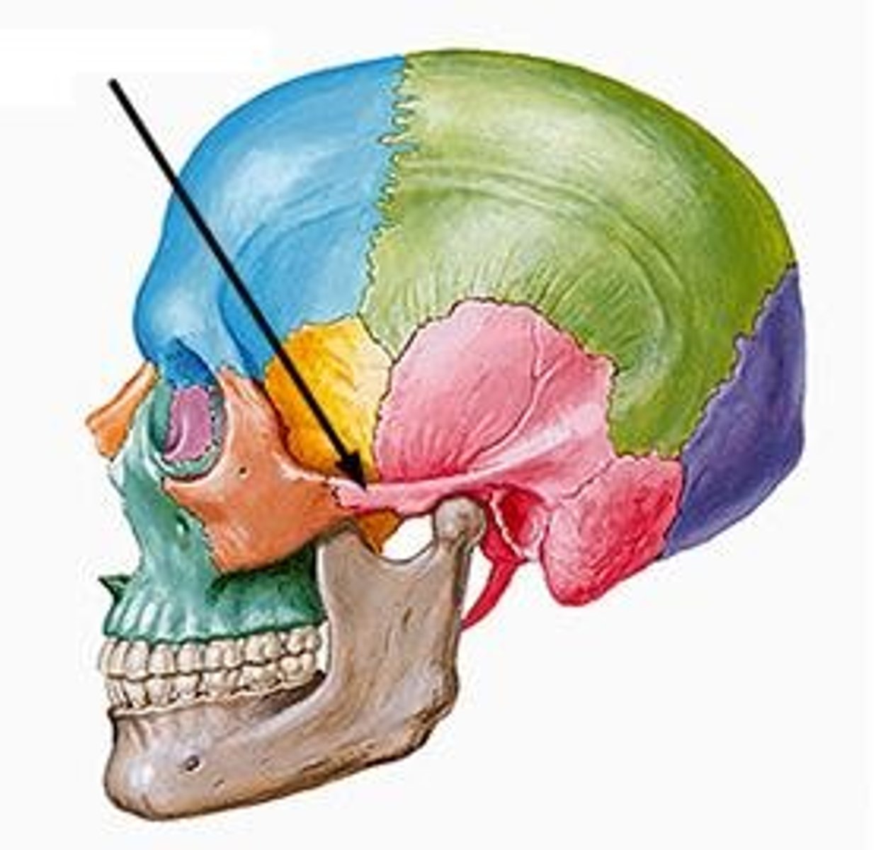 <p>extension from the temporal bone that forms the posterior portion of the zygomatic arch</p>