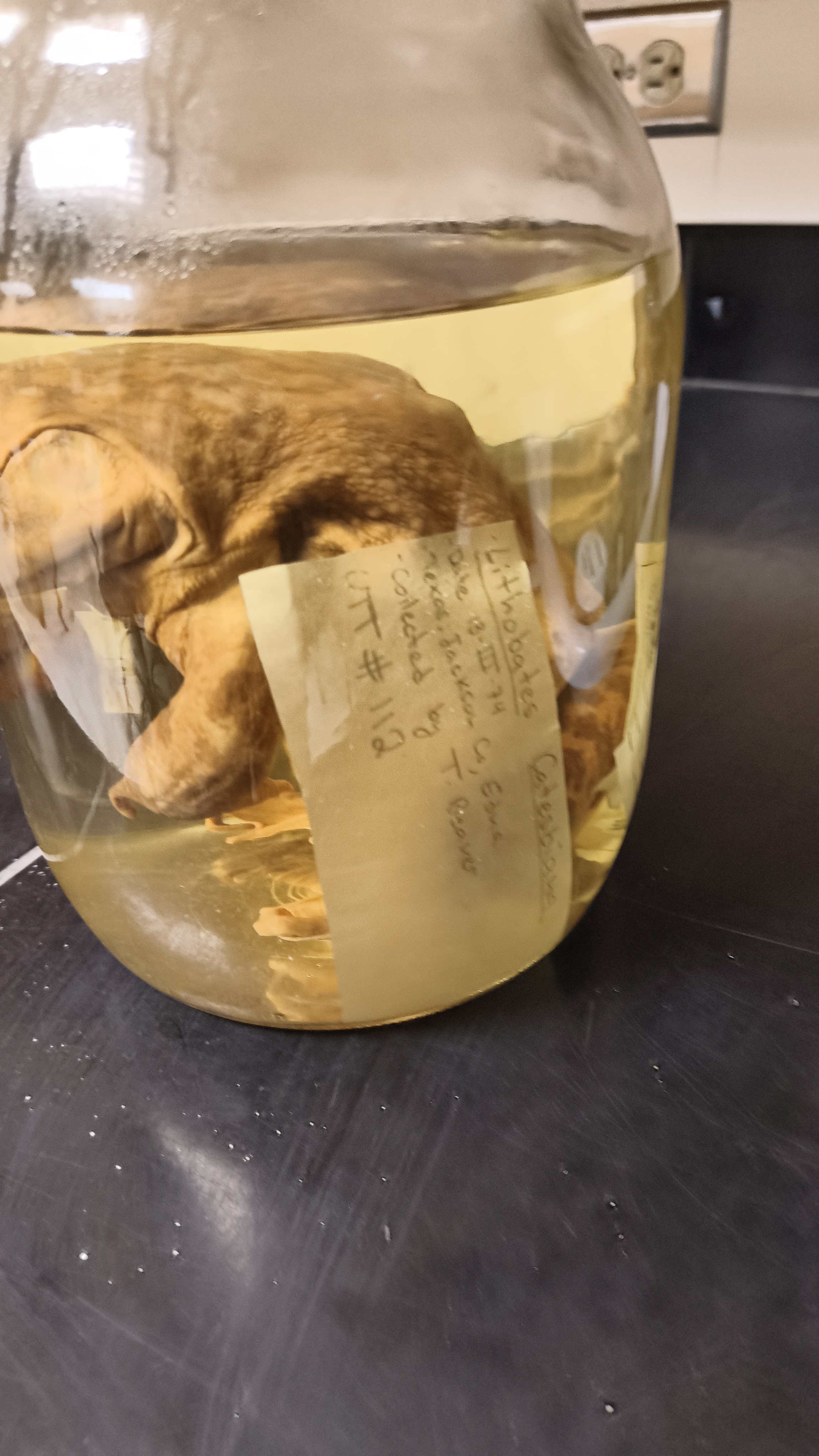 <p>Ranidae Lithobates catesbeiana</p><table style="min-width: 25px;"><colgroup><col style="min-width: 25px;"></colgroup><tbody><tr><td colspan="1" rowspan="1" style="height: 14.4pt; width: 74pt;"><p></p></td></tr></tbody></table><p></p>