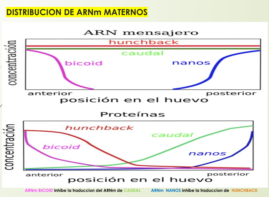 <p><strong><u>ARN mensajero</u></strong></p><ul><li><p>HUNCHBACK y CAUDAL <span>➡</span> En TODO el cigoto</p></li><li><p>BICOID <span>➡</span> Anterior</p></li><li><p>NANOS <span>➡</span> Posterior</p></li></ul><div data-type="horizontalRule"><hr></div><p><strong><u>Proteínas</u></strong></p><ul><li><p>BICOID y HUNCHBACK <span>➡</span> Anterior</p></li><li><p>NANOS y CAUDAL <span>➡</span> Posterior</p></li></ul><p></p>