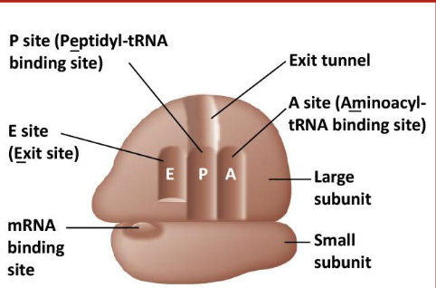 <p>Protein and rRNA complex that facilitates the reading of mRNA and production of the corresponding polypeptide</p><ul><li><p>achieved through the pairing of mRNA codons with tRNA anticodons</p></li><li><p>Consists of 2 ribosomal subunits: large which brings in tRNA, and small that binds mRNA</p></li><li><p>Has 3 binding sites: E, P, and A</p></li></ul><p></p>