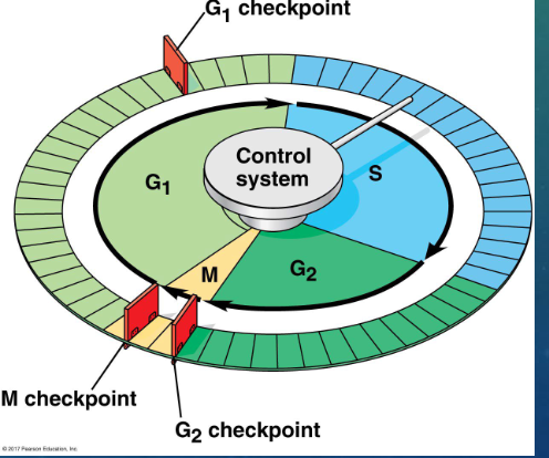 <p>checkpoints</p>