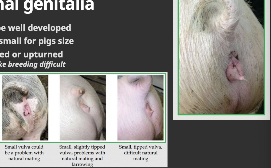 <ul><li><p>should be well developed</p></li><li><p>not too small for pigs size</p></li><li><p>not tipped or upturned</p></li></ul><p></p>